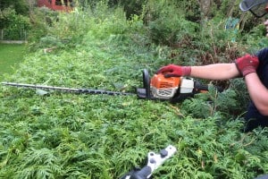 Hedge cutting company Gloucestershire