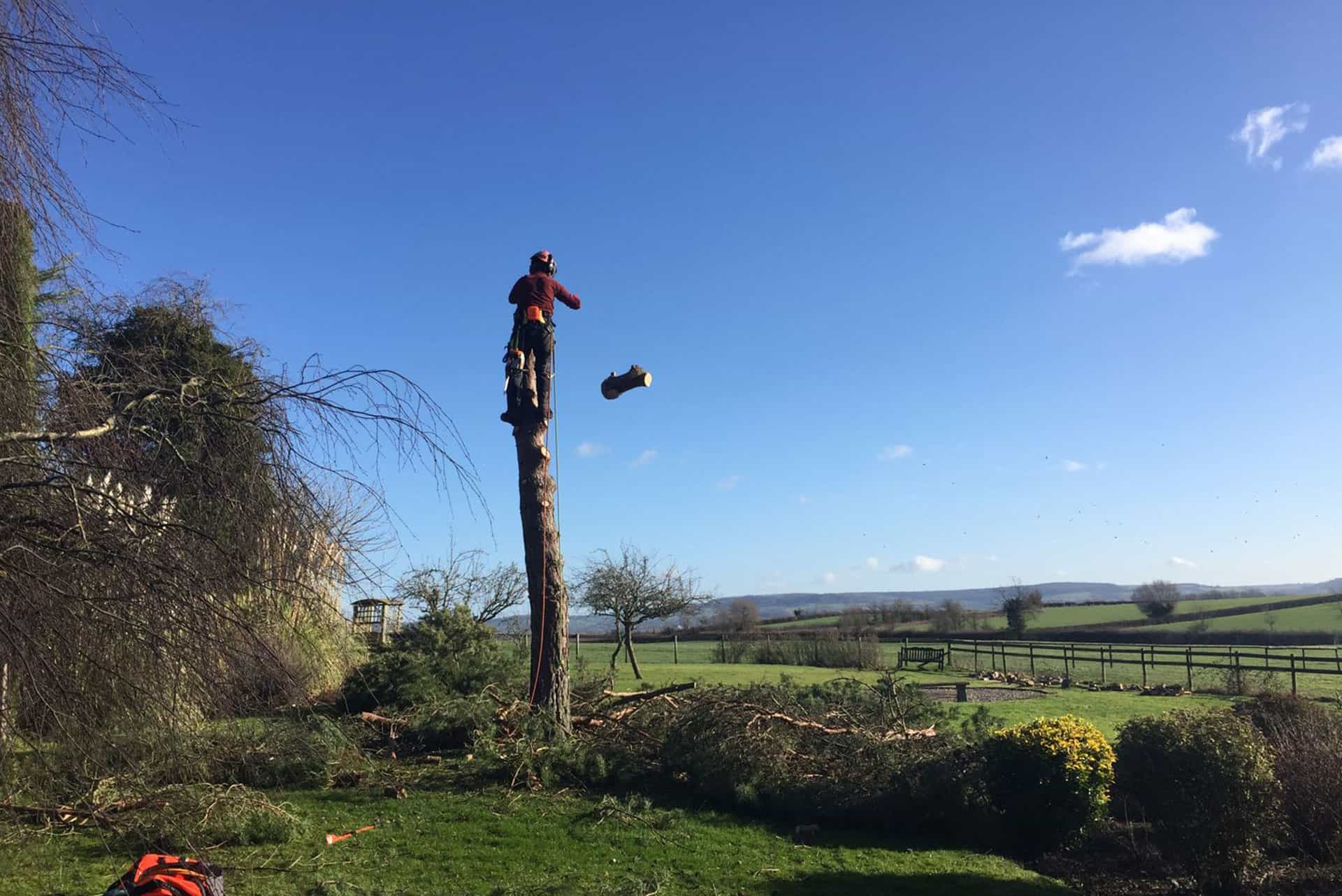 tree surgery company